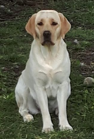 Pearline D'Altesse Et Ses Retrievers