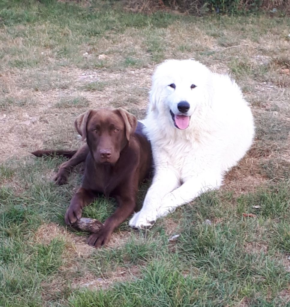 Sunlight D'Altesse Et Ses Retrievers