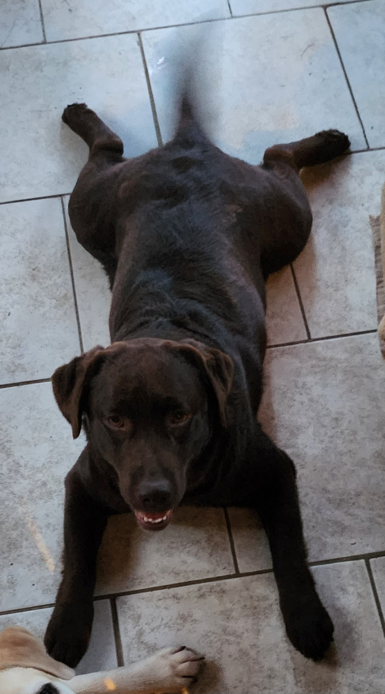 tresor D'Altesse Et Ses Retrievers