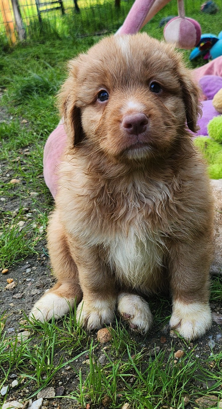 Apache D'Altesse Et Ses Retrievers