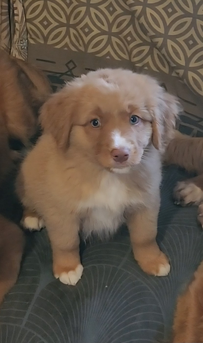 Ekwanimity Brooklynn altesse