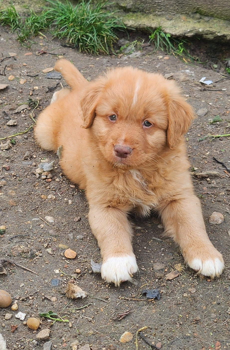 D'Altesse Et Ses Retrievers - Chiots disponibles - Retriever de la Nouvelle-Ecosse