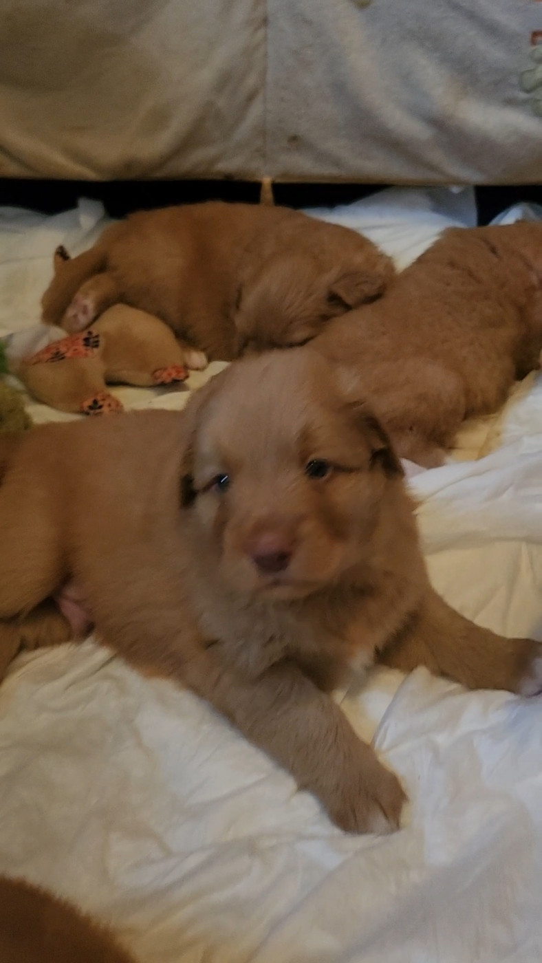 D'Altesse Et Ses Retrievers - Chiots disponibles - Retriever de la Nouvelle-Ecosse