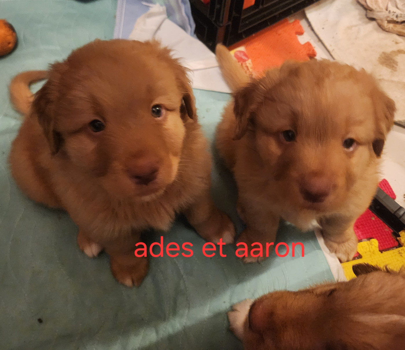 D'Altesse Et Ses Retrievers - Chiots disponibles - Retriever de la Nouvelle-Ecosse