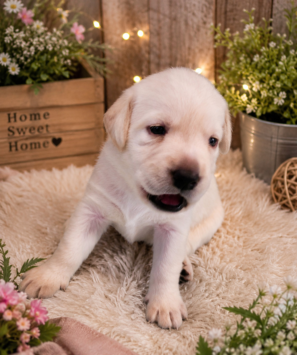 D'Altesse Et Ses Retrievers - Chiots disponibles - Labrador Retriever