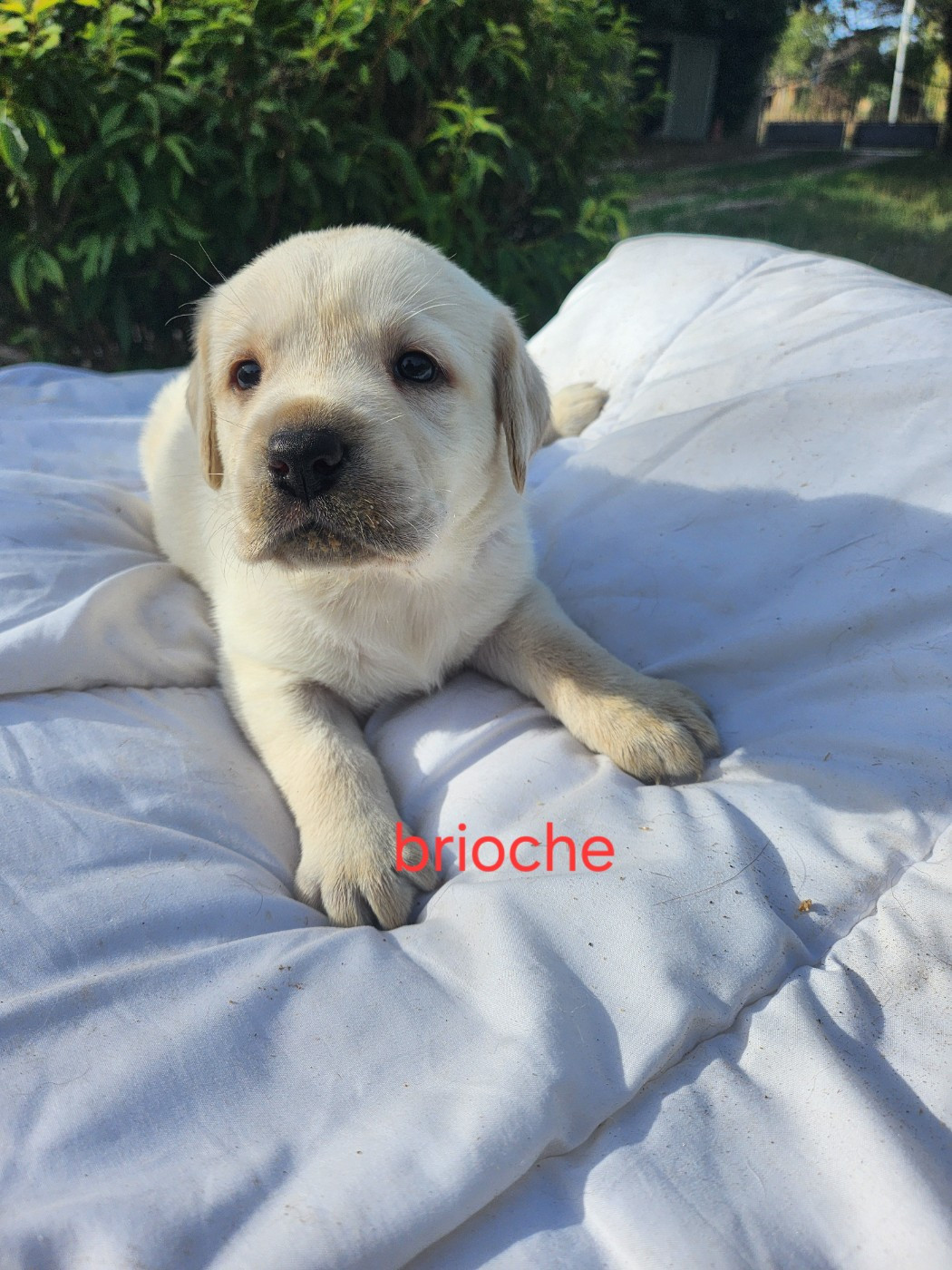 D'Altesse Et Ses Retrievers - Chiots disponibles - Labrador Retriever