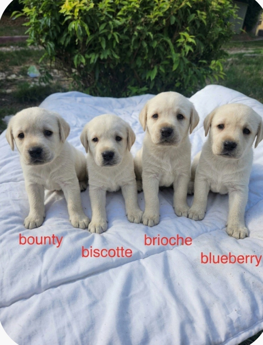 D'Altesse Et Ses Retrievers - Chiots disponibles - Labrador Retriever